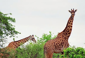 Two majestic giraffes