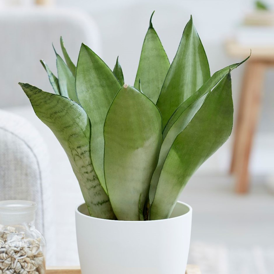 Sansevieria trifasciata var. Moonshine