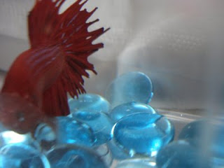 betta splenden