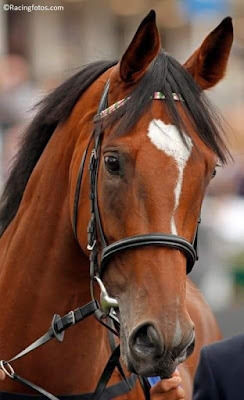 Andrew Nelis quotes Threat  for Royal Ascot  racing  