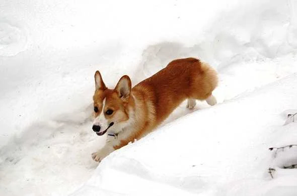 pembroke-welsh-corgi-كلب-بمبروك-ويلش-كورجي