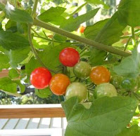 Red and green cherry tomatoes