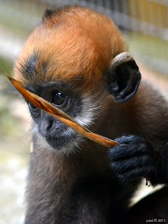 baby leaf monkey