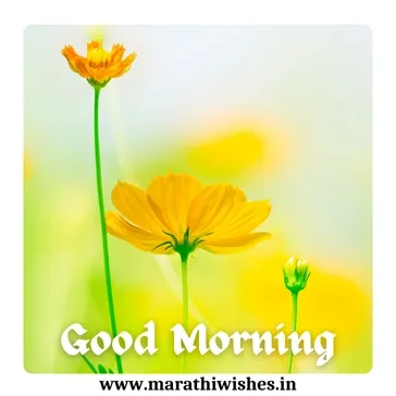 a yellow flower showing images to wish your friends to good morning friends.