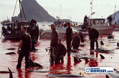 Pembunuh Ikan Dolphin Di Denmark