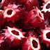 Tác dụng của hoa atiso đỏ giải độc mát gan trị mụn