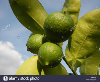   dayap, dayap vs calamansi, dayap philippines, uses of dayap, dayap tree, where to buy dayap in manila, dayap in bisaya, dayap in tagalog, dayap for sale philippines