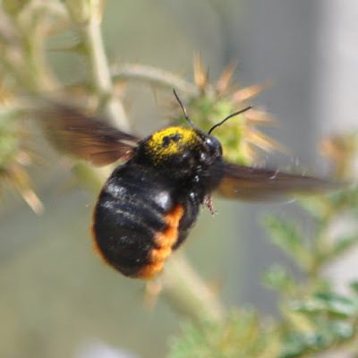 Abejorro del Mburucuyá (Xylocopa augusti)