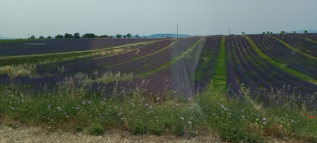 Lavender field, Valensole plateau, Alpes de Haute Provence, France. Photo by Loire Valley Time Travel.