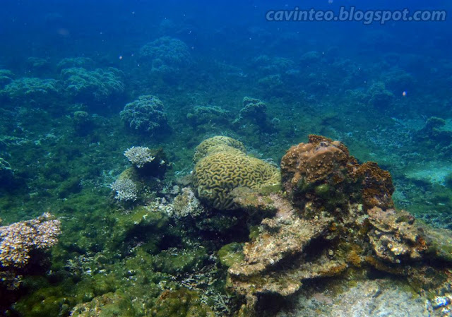 Entree Kibbles: Snorkeling in Redang Island (Episode One) - Kalong Bay