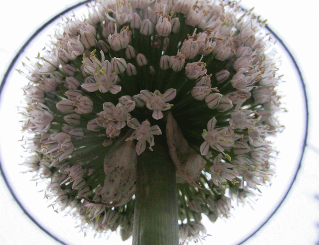 Onion Flower