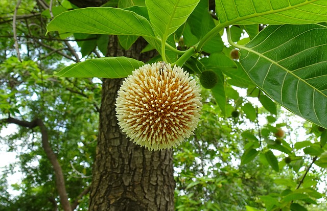 ফুলের পিকচার