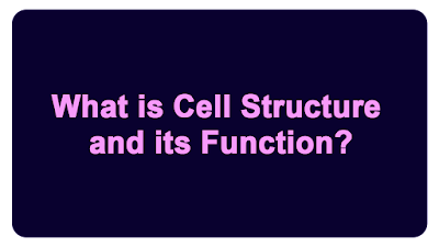 What is Cell Structure and its Function?