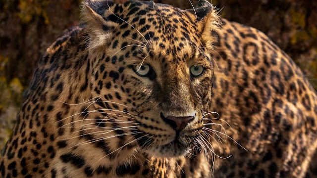Jaguar, Predator, Wild, Big Cat