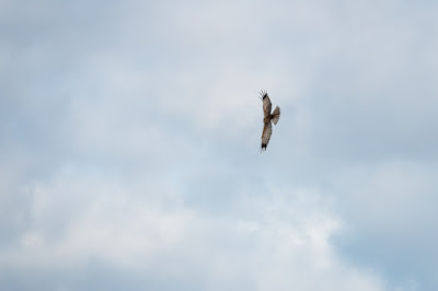 Marsh Harrier Photo