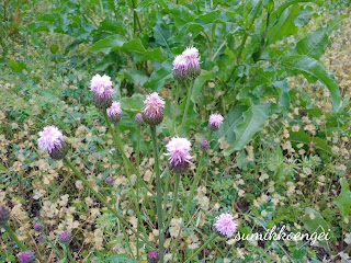 キツネアザミの花