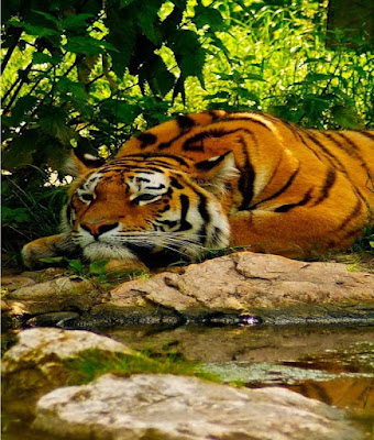 sleeping-tiger-image