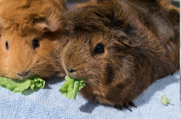Guinea Pigs Eat Romaine Lettuce