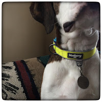 blueberry dog collar