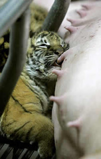 Tiger sucking milk