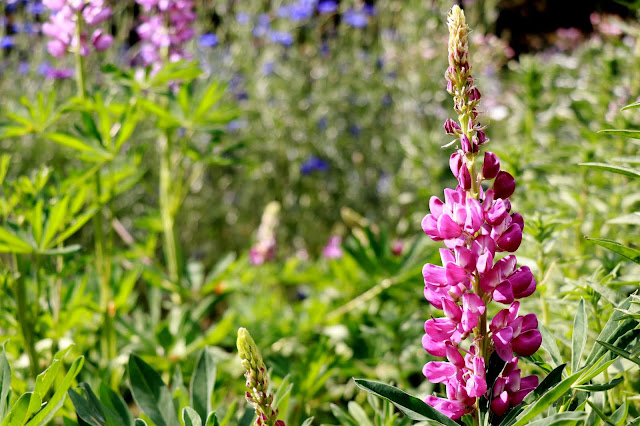 Lupine Flower captured by Photo Blogger