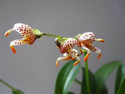 Masdevallia pachyura care and culture