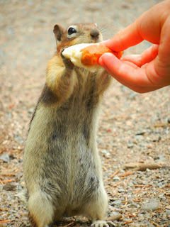 Chipmunk Yellowstone Wyoming