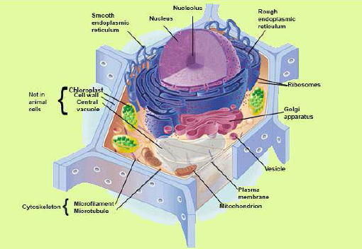 FSc Biology Part 1 XI 11th Chapter 4 The Cell Notes Long Questions fscnotes0FSc Biology Part 1 XI 11th Chapter 4 The Cell Notes Long Questions fscnotes0