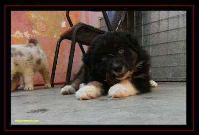 australian shepherd puppies with 6 weeks