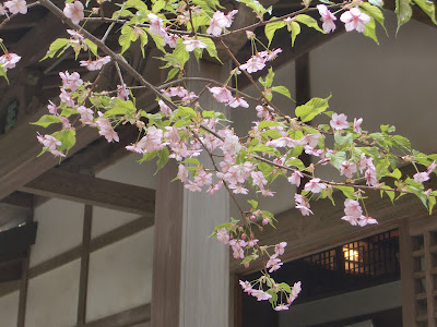 北鎌倉 円覚寺の河津桜 塔頭桂昌庵