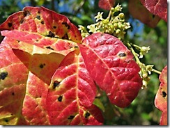 PoisonOak_IMG_3433