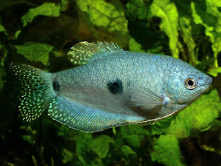 Blue Gourami Fish Pictures