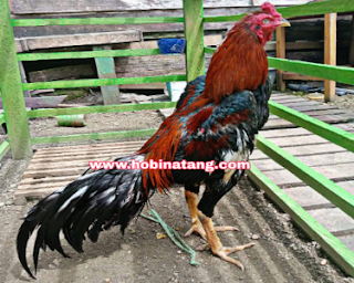  Ayam bangkok dikenal sebagai ayam aduan atau ayam petarung yang handal 10 Jenis Ayam Bangkok Terbaik dan Bagus untuk Dipelihara