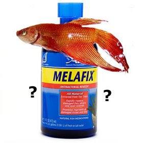 Melafix dangers, Betta, Labyrinth Fish, Pencil Fish