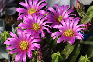 Vivero Growers Nursery Cactus blooms