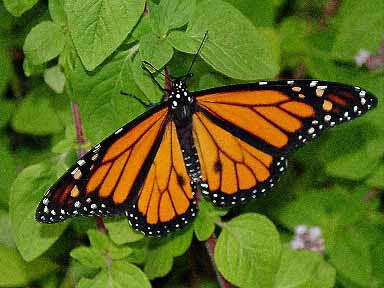 picture of butterfly