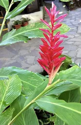 Red Ginger Plant