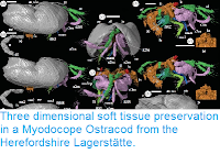 https://sciencythoughts.blogspot.com/2014/04/three-dimensional-soft-tissue.html