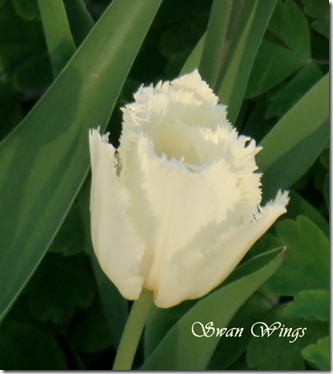 swan wings
