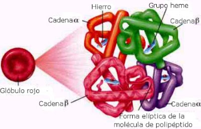 Resultado de imagen de hemoglobina estructura