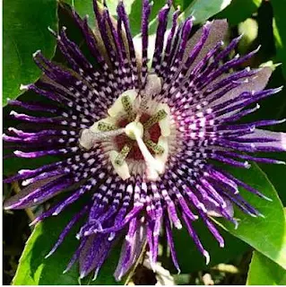 Пассифлора инкарнатная (Passiflora incarnata)