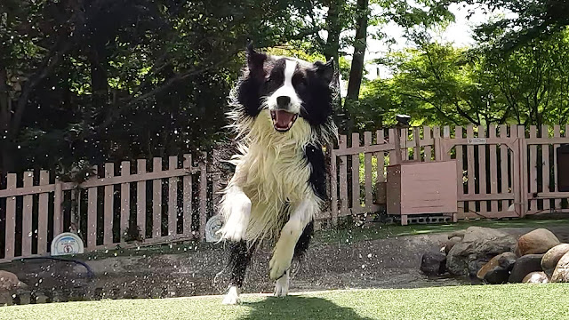 保護犬 ボーダーコリー トーマ 小谷流の里ドギーズアイランド