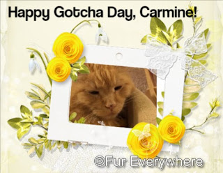 Carmine's Gotcha Day