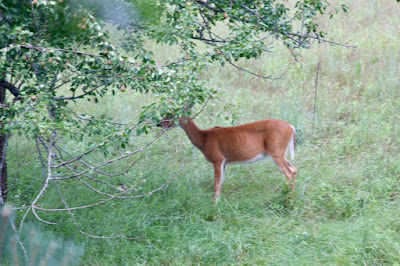 Summer also brings deer under, but not in, a pear tree