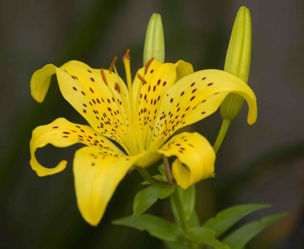 black and yellow motorcycle black yellow lily flowers wallpapers black yellow lily flowers 