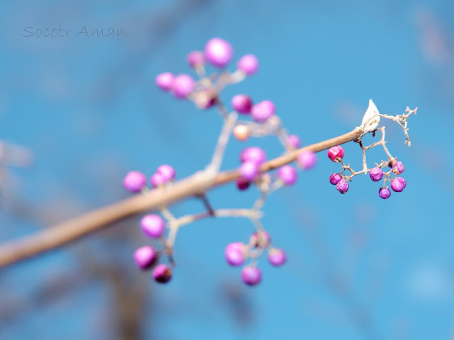 Callicarpa japonica