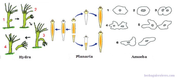  Contoh  Hewan  Yang Berkembang Biak Dengan Membelah Diri 