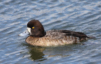 Greater scaup female, by Basar, Feb. 21, 2010