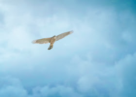 Adult Cooper's hawk.