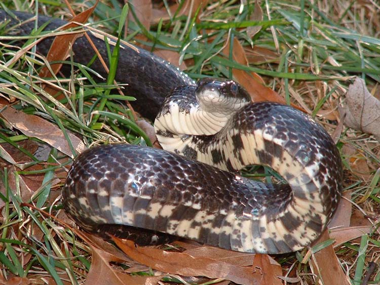 Black Rat Snake